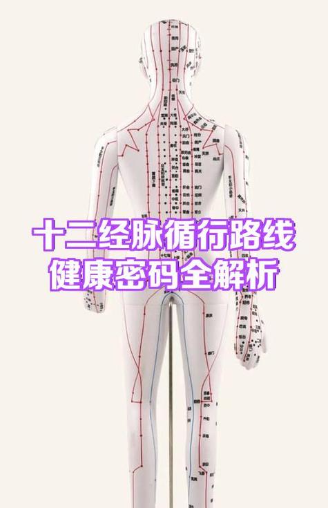 十二经脉走向动画图缩略图