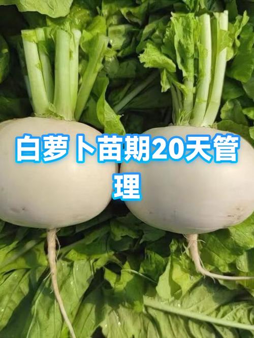 白萝卜生长期多少天