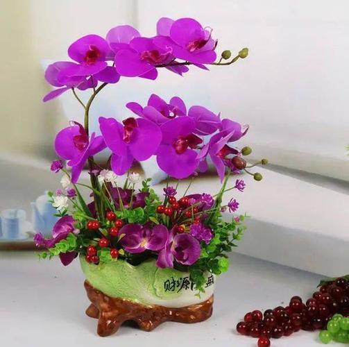蝴蝶兰花盆景图片