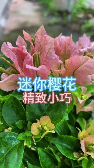 樱花迷你老版本