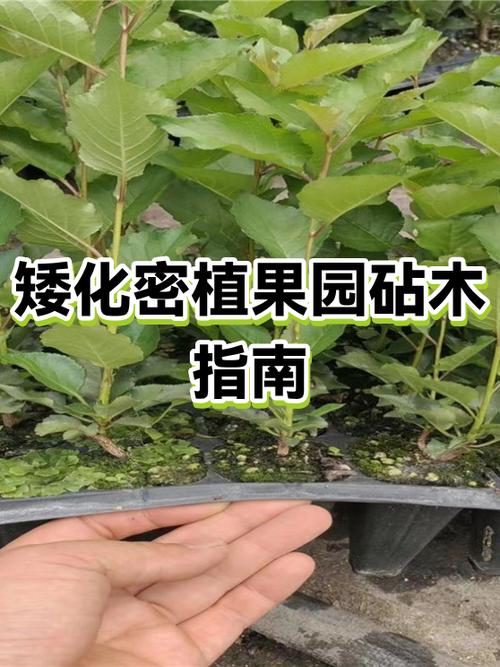 矮化苹果用什么砧木好游戏截图