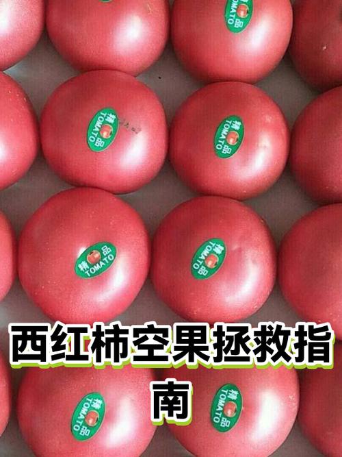 西红柿空果怎么补救最快