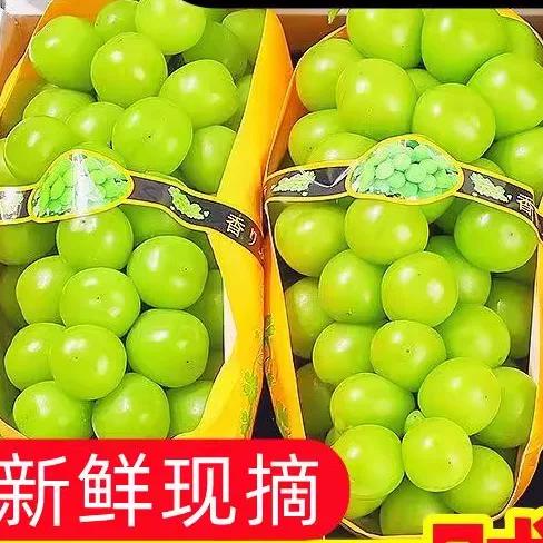 阳光玫瑰是什么时候的水果