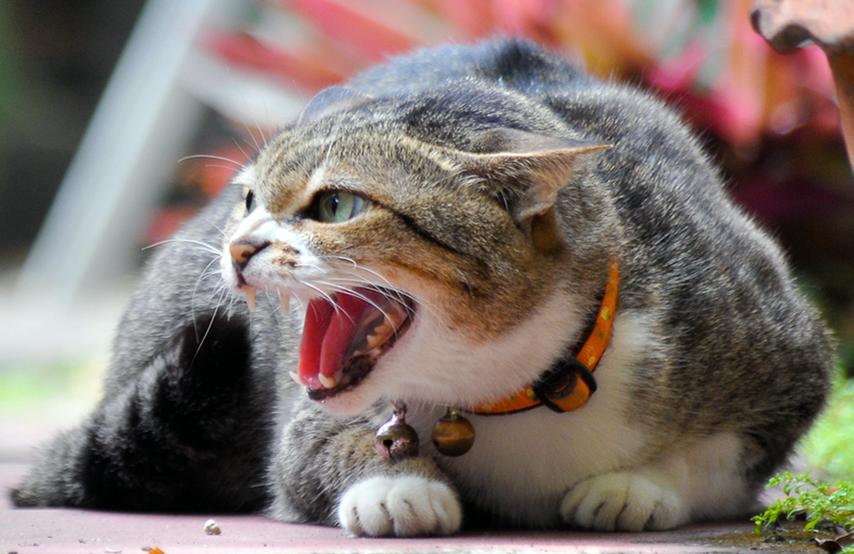 新旧猫相互哈气