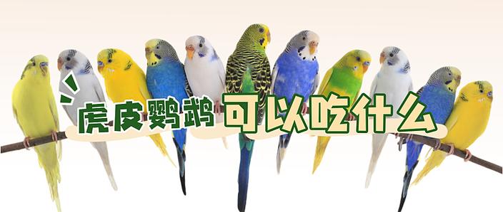 鹦鹉饿12个小时会被饿死吗
