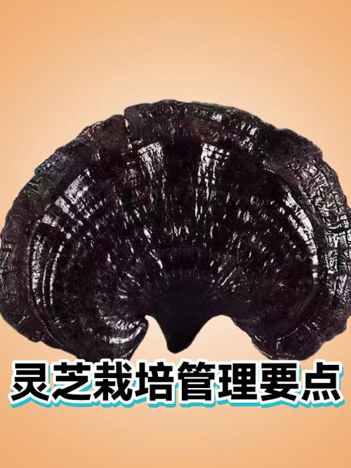 灵芝种植技术与栽培管理