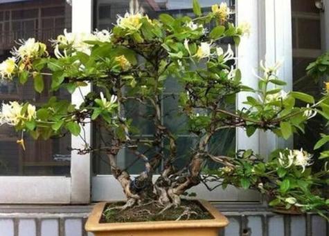 金银花修剪方法视频