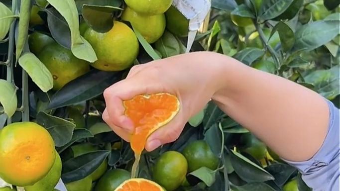 蜜桔官方正版下载
