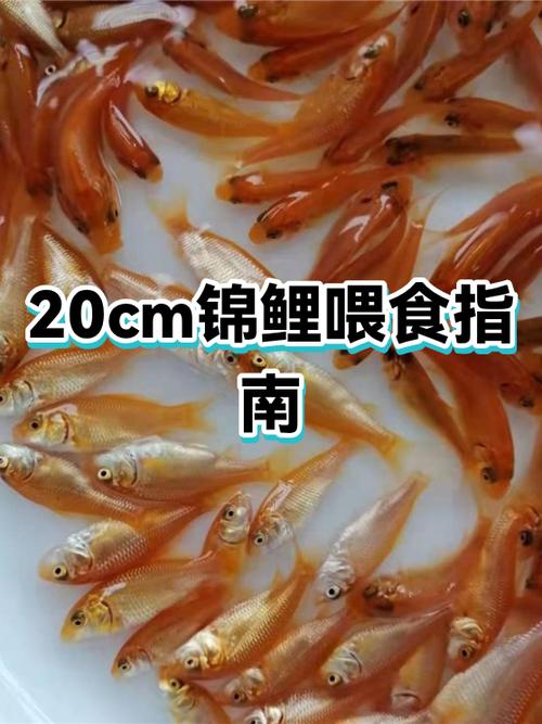 小型锦鲤多久喂一次
