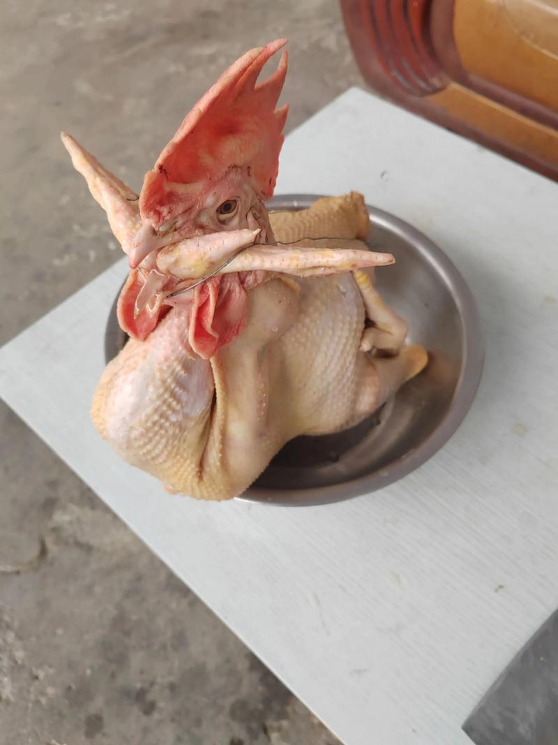 上供鸡怎么盘视频