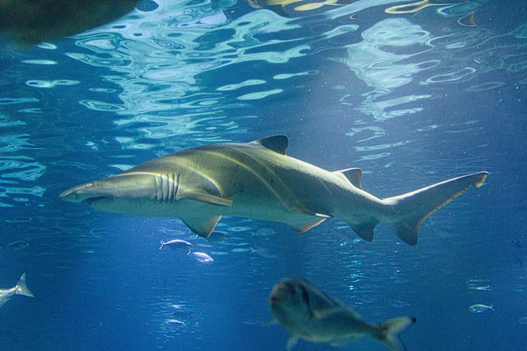 水族箱鲨鱼
