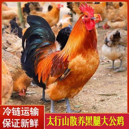 散养大公鸡什么品种好