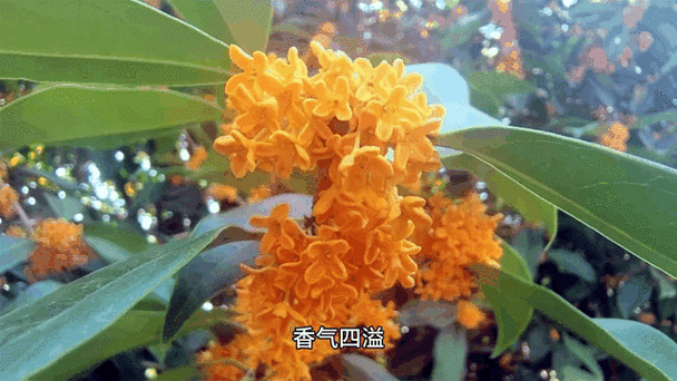 桂花的开花时间