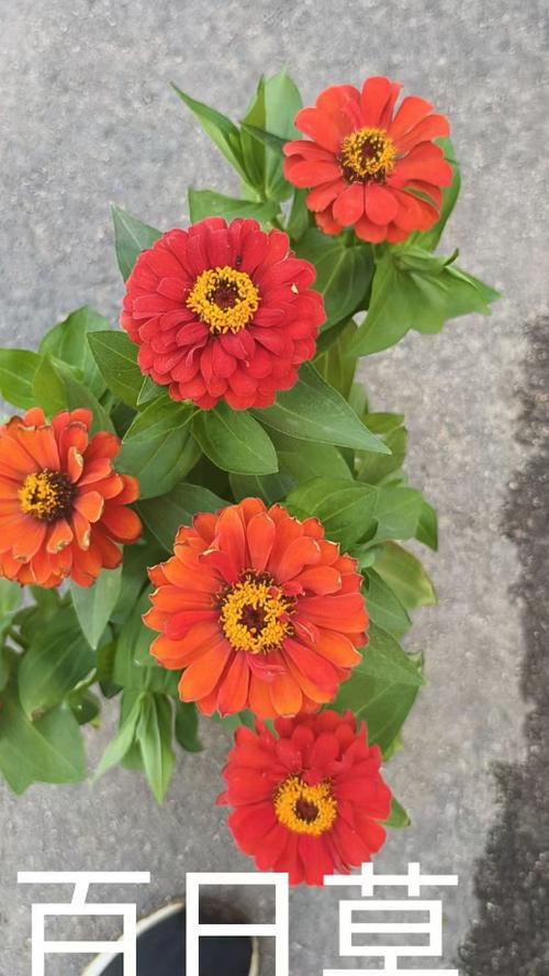 百日草花图片