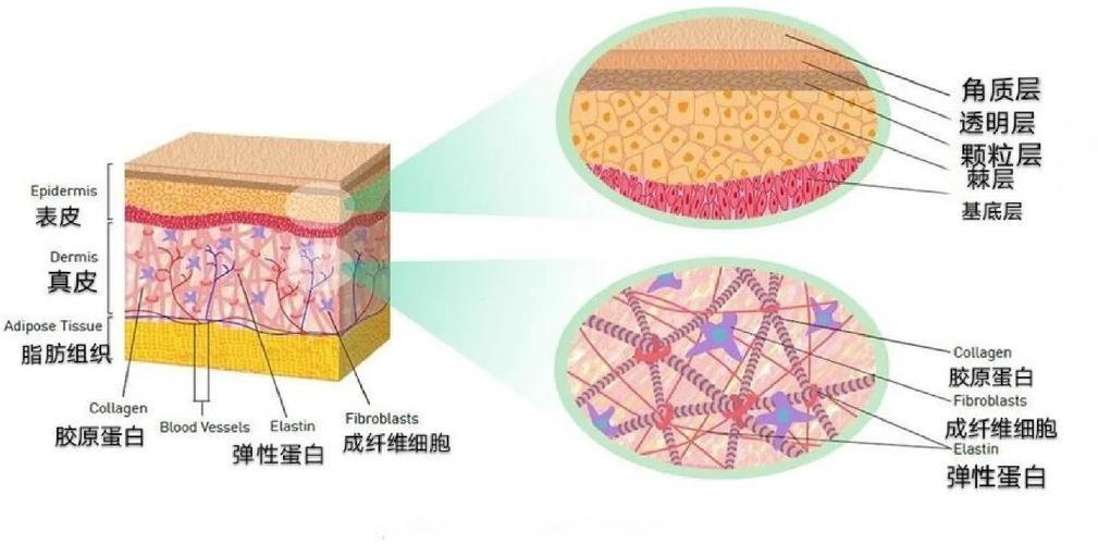 胶原支架填充能维持多久