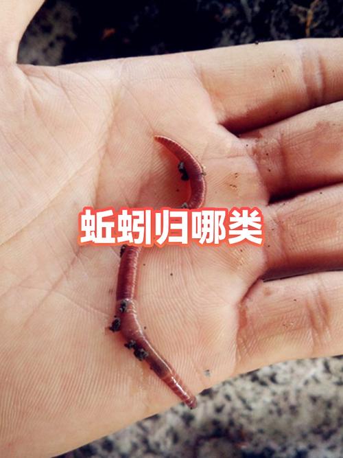 形虫狱活古明蚯蚓