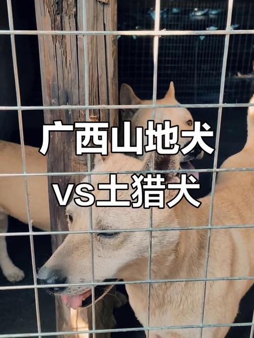 摄徒和山狗区别