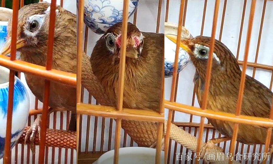 怎么判断画眉鸟的性好不好图标