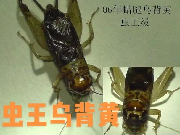 最强蛐蛐王