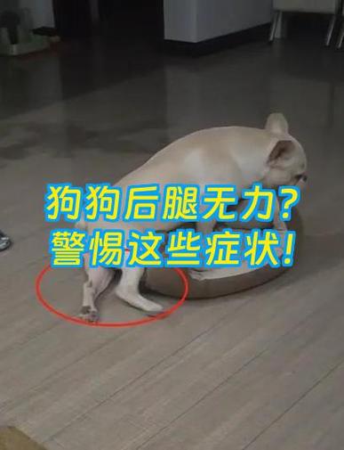 狗后腿站不稳且无力怎么回事