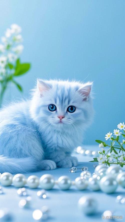 小猫咪有什么特点