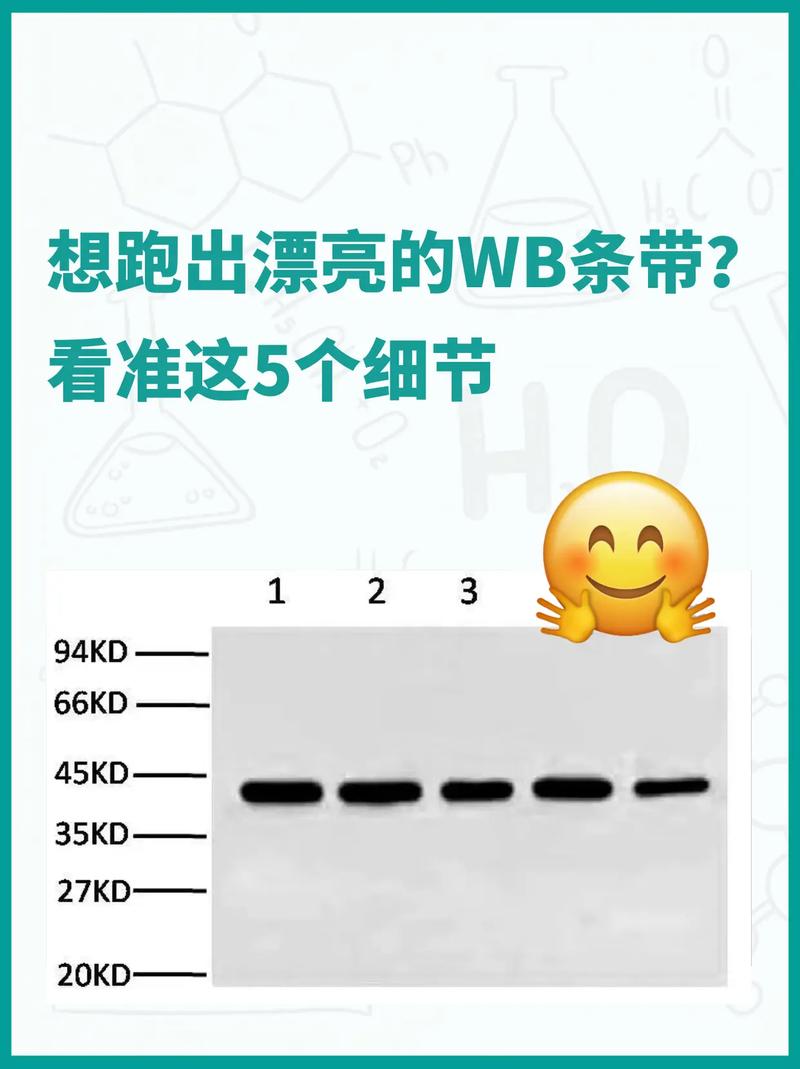 wbfex交易所官网图标