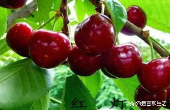 种大樱桃赚钱吗