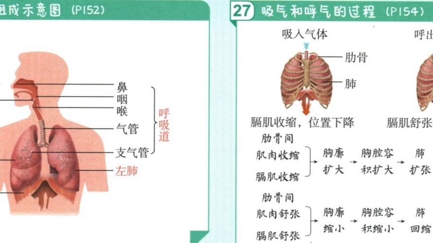 吸气和呼气示意图