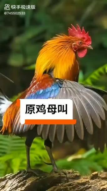 野母鸡叫纯音