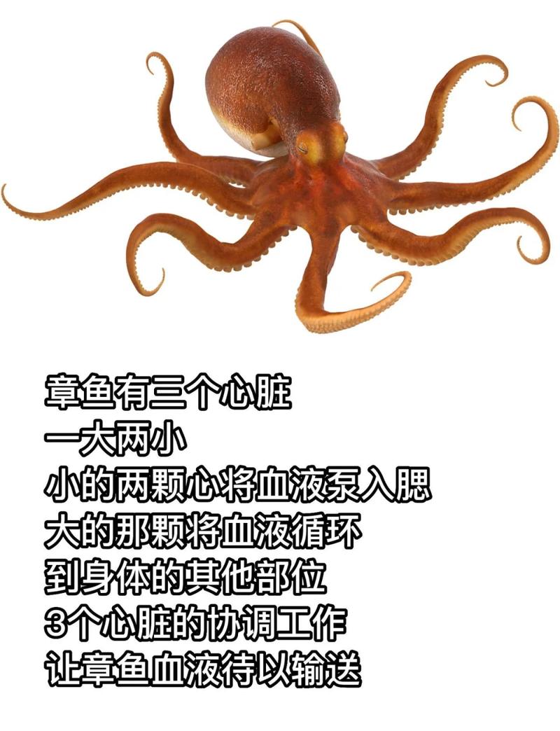 迷你八抓鱼生的煮熟损失多少