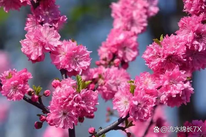 桃红又叫什么