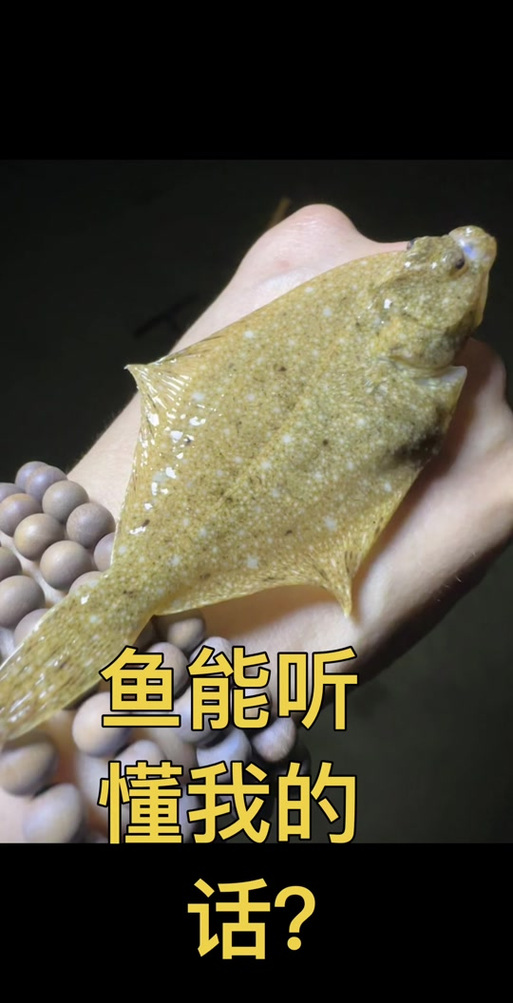 章鱼能听懂人话吗缩略图