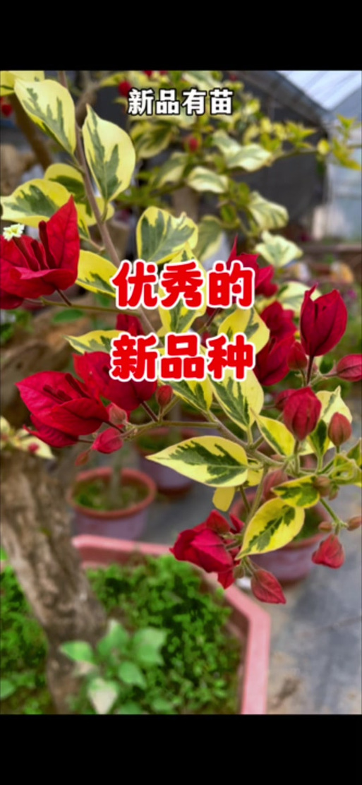 三角梅的品种与特性