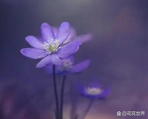 花花世界简短美句