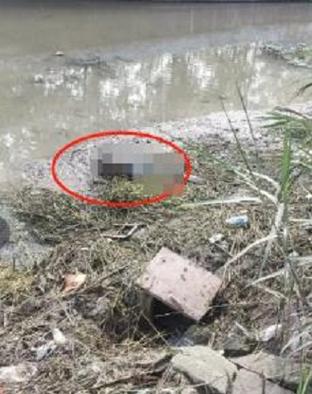 江苏一河道漂浮大型蟒蛇尸体