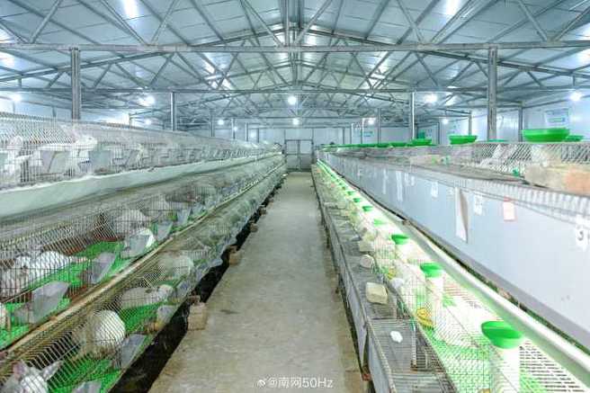 离我最近的养兔基地在哪里