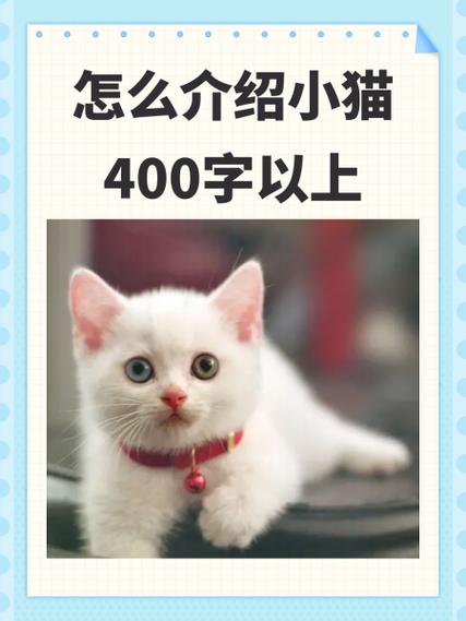 出售自家猫咪怎么编辑文字