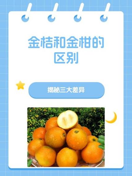 大金桔和小金桔哪个好