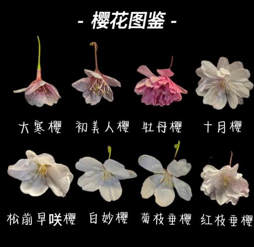 樱花颜色