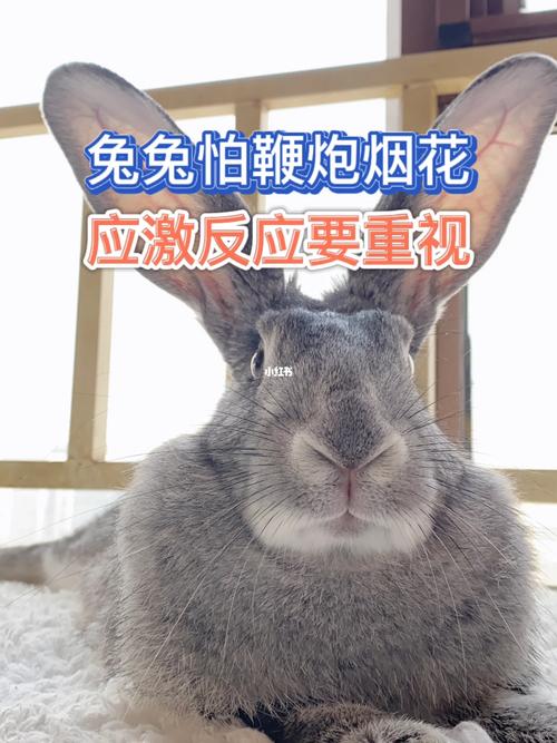 兔子害怕鞭炮怎么处理