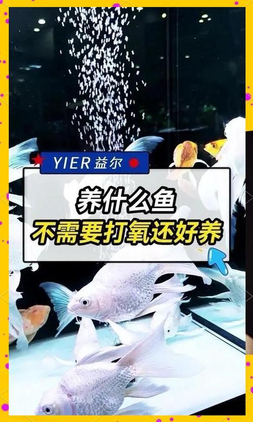 鹦鹉鱼不打氧能活多久7条
