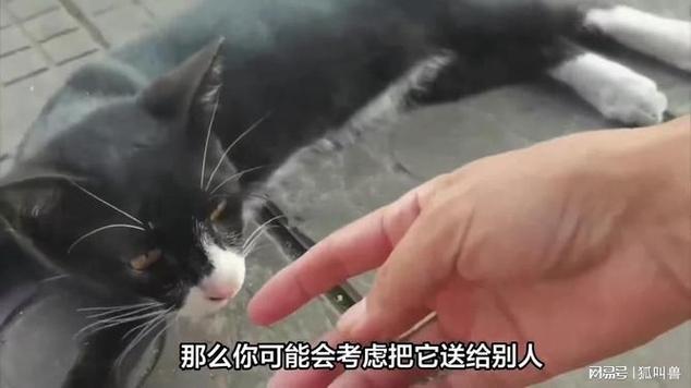 猫为什么不能随便送人