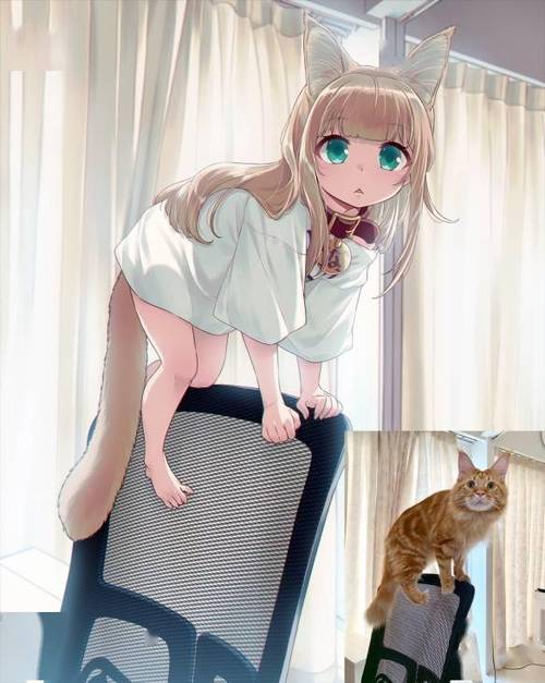 猫怎么变成猫娘