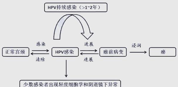 hpv细胞多久脱落一次