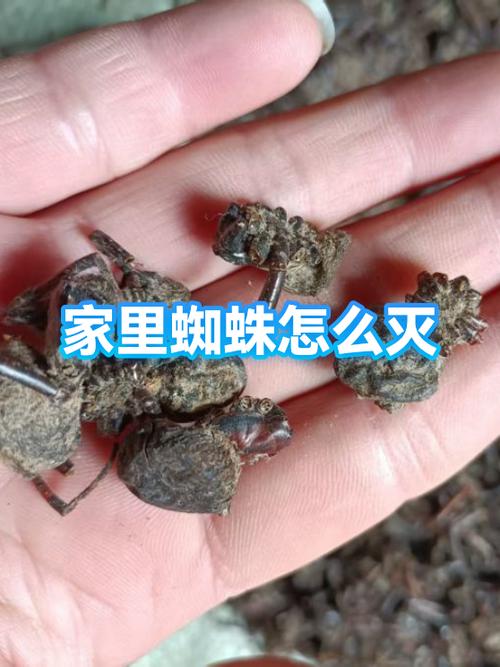 家里有小蜘蛛怎么消灭