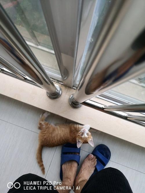 新来的猫对旧猫不停的叫