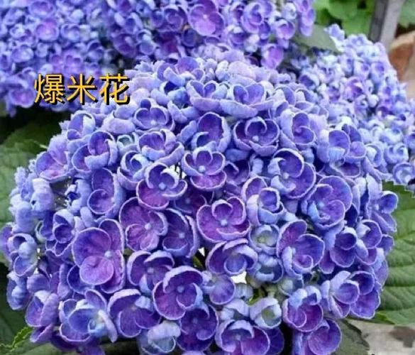绣球皮实的十大品种