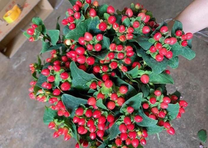 一颗颗红豆是什么花