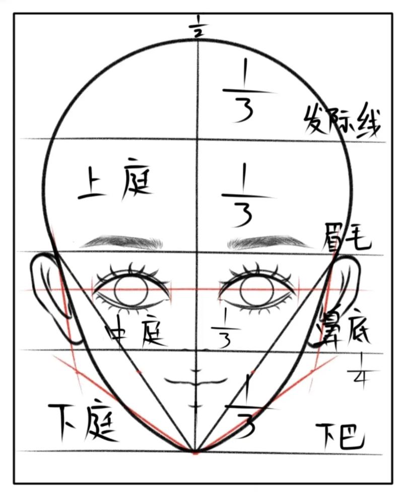 动漫五官比例和位置