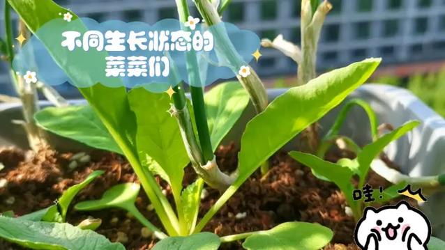 不同植物的生长状态
